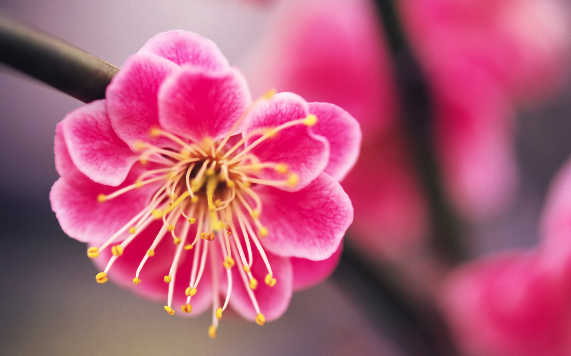 Fiore di pruno, Rosa, Macro, Stami, 1920x1200, sfondo MacBook Pro