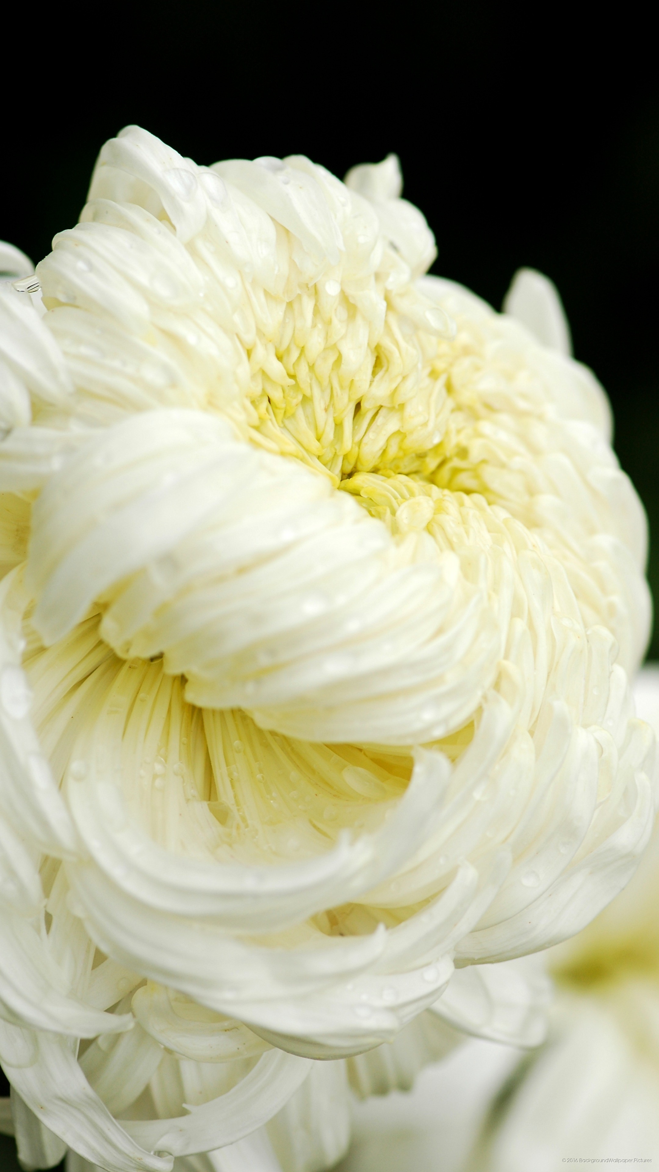 Crisantemo bianco, Fiore, Macro, sfondo per cellulare, iPhone e Android