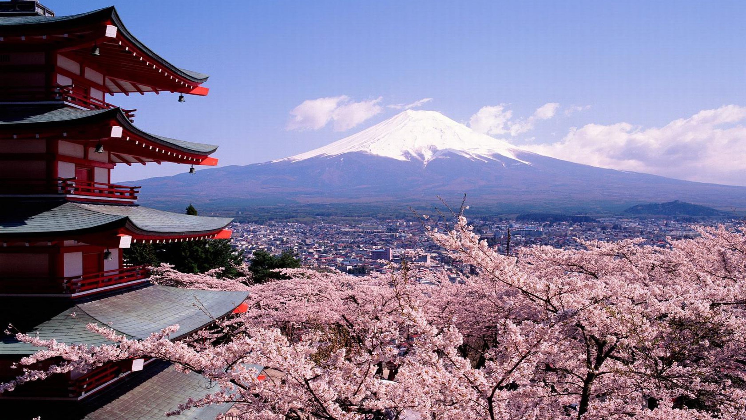 Pagoda Chureito, Monte Fuji, Ciliegi in fiore, Sakura, Giappone, sfondo 2560x1440 per PC