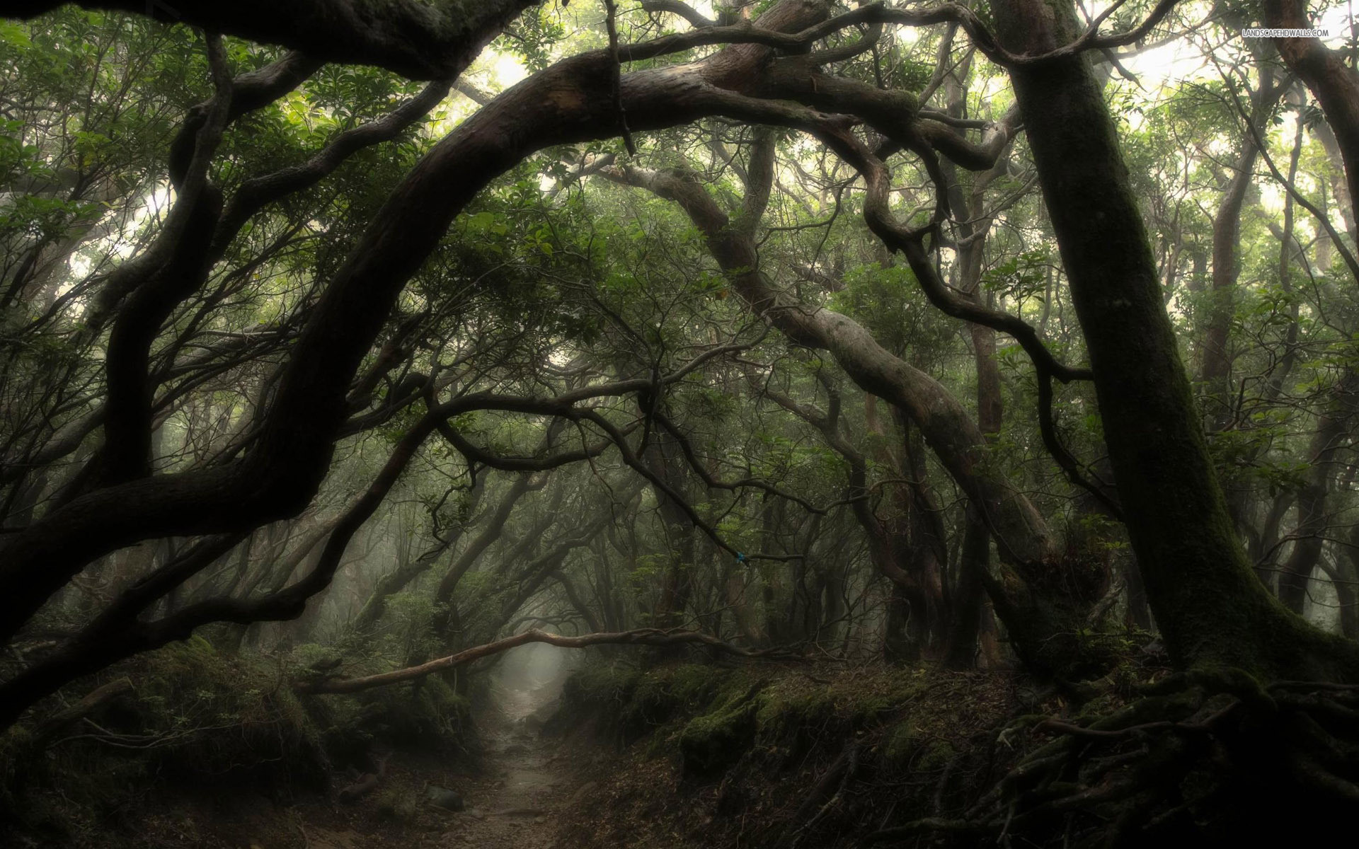 Galleria di alberi, Rami contorti, Sentiero, Nebbia, 16:10 Full HD, sfondo widescreen