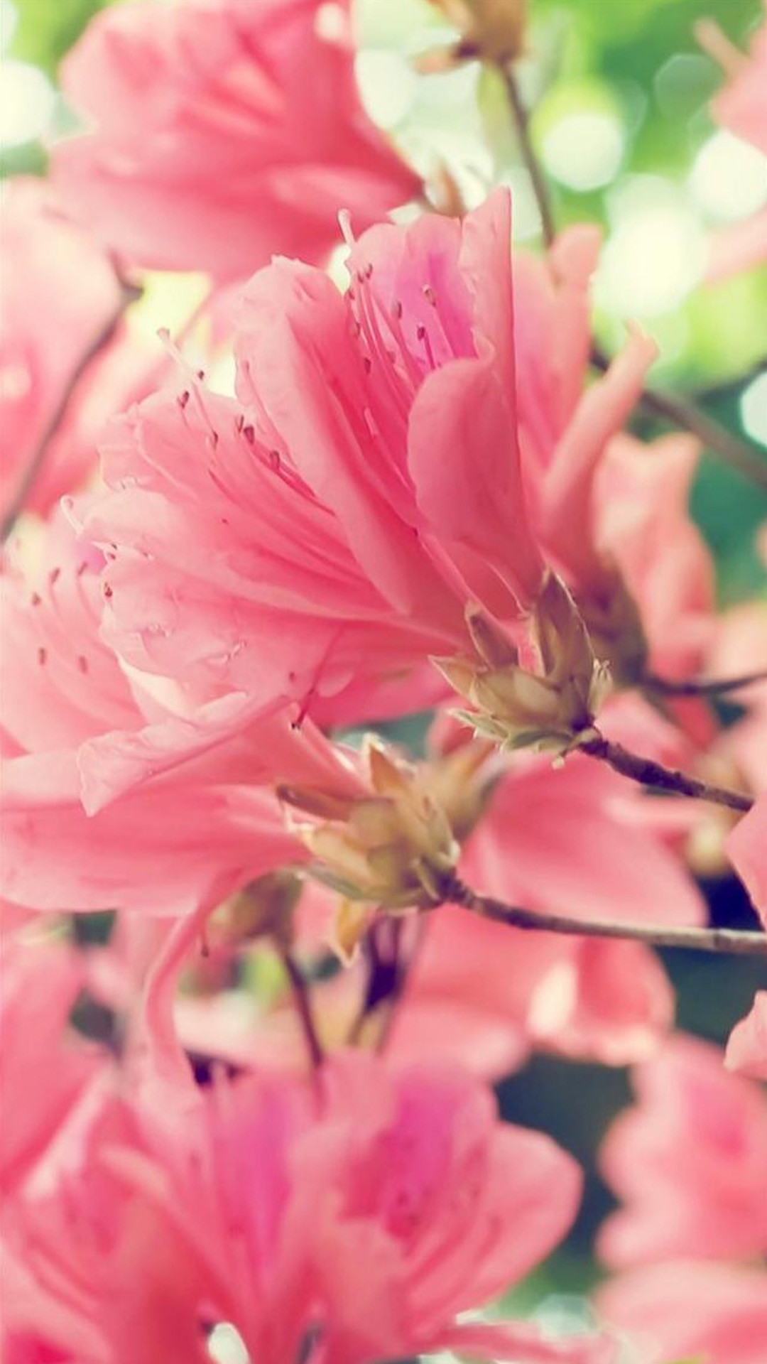 Azalee, Fiori rosa, Macro, schermata Home iPhone