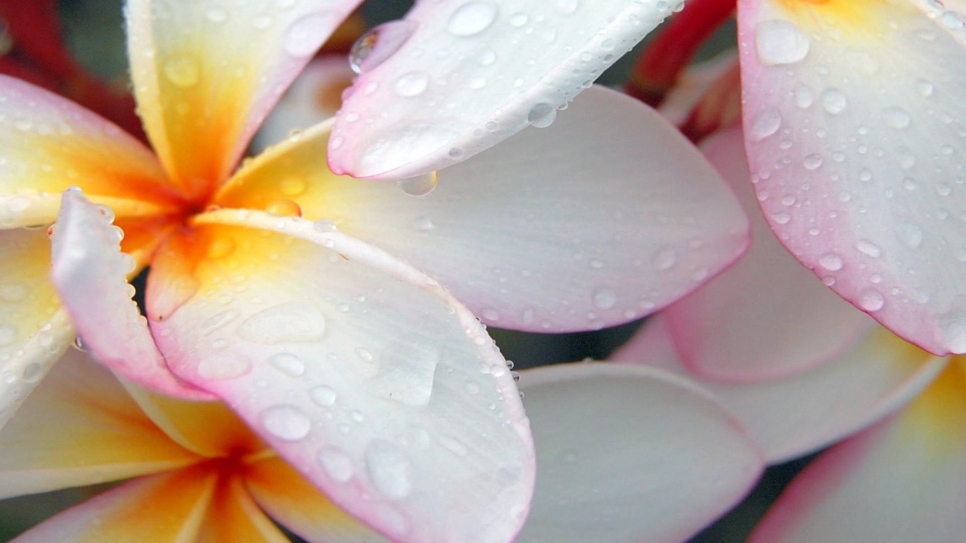 Frangipani, Plumeria, Gocce d'acqua, Macro, Full HD, sfondo desktop
