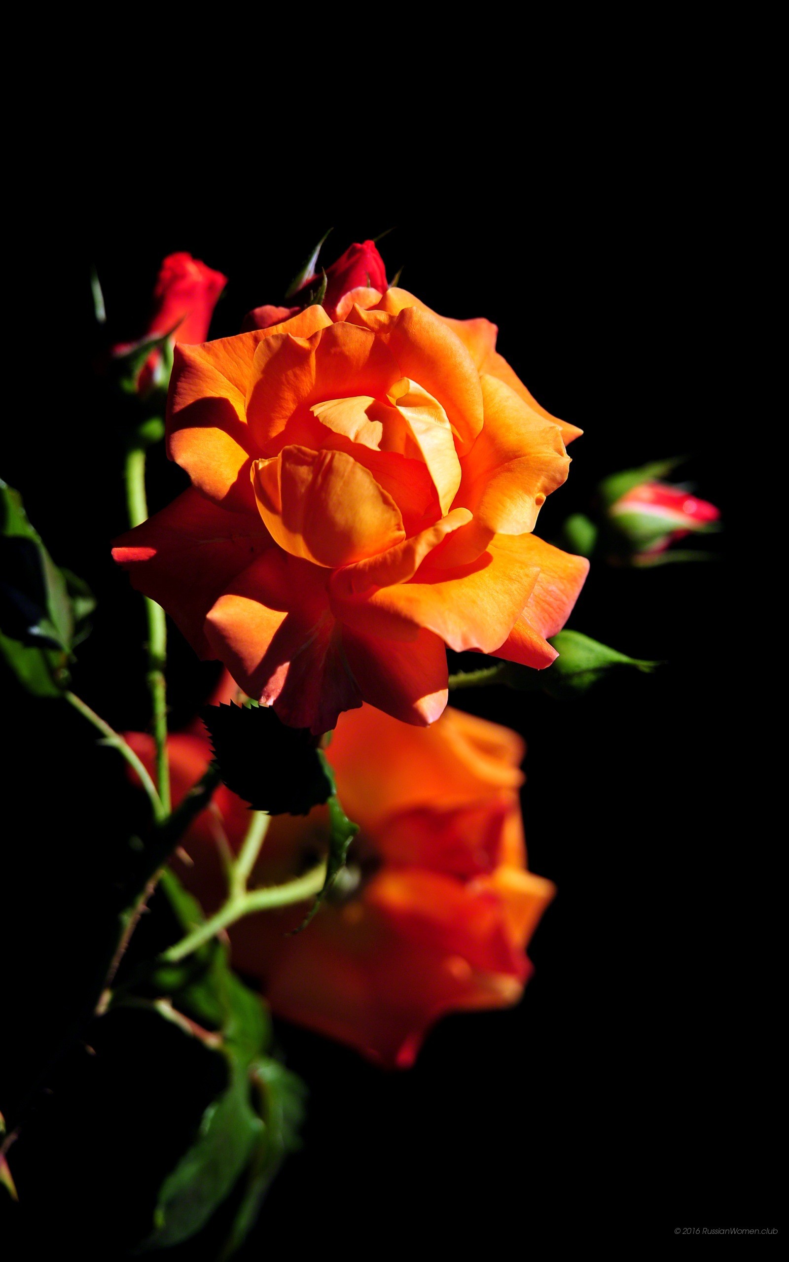 Rosa arancione, Fiori, Sfondo nero, QHD+, wallpaper per cellulare
