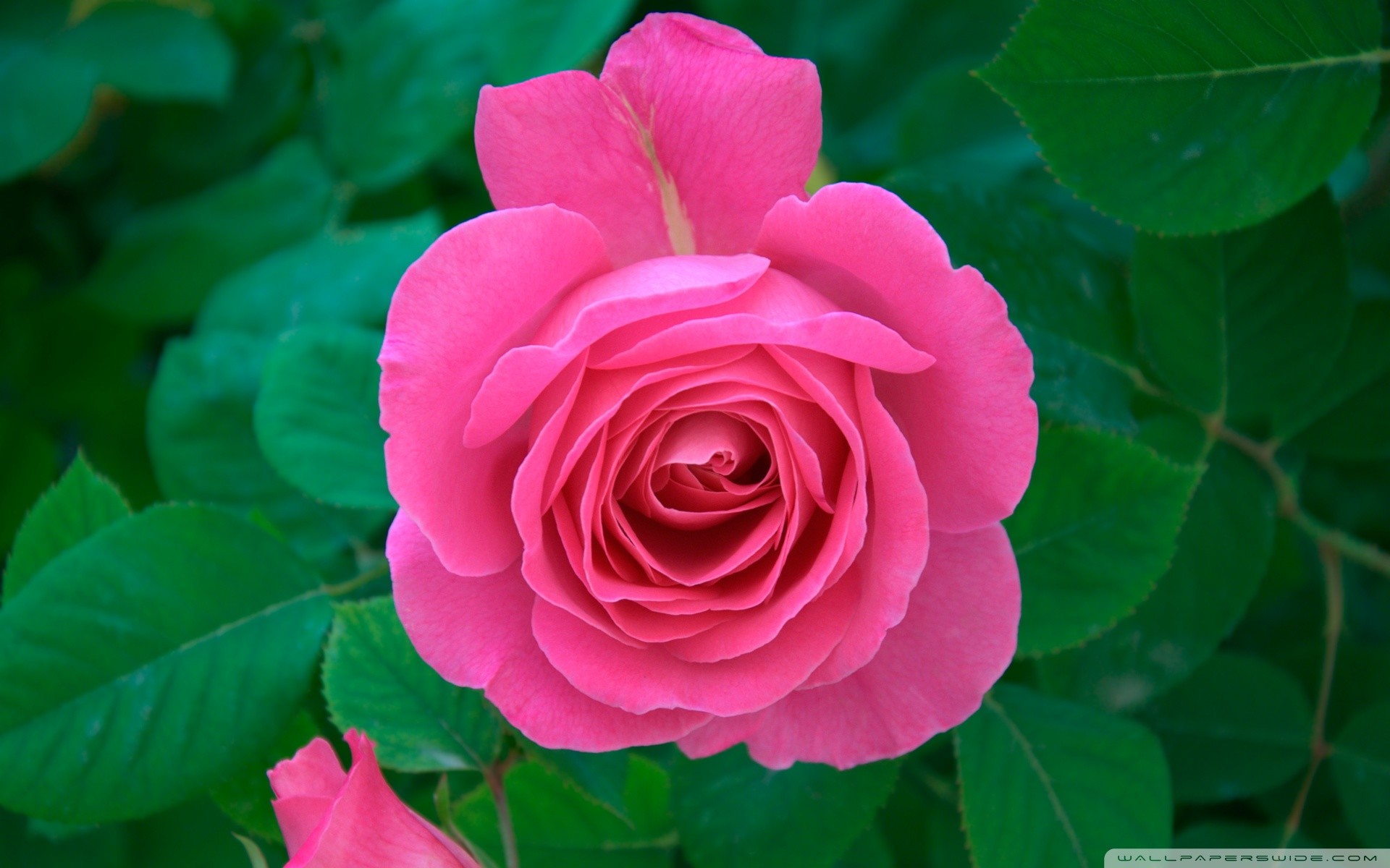 Rosa rosa, Foglie verdi, Giardino, 16:10 Full HD, sfondo widescreen
