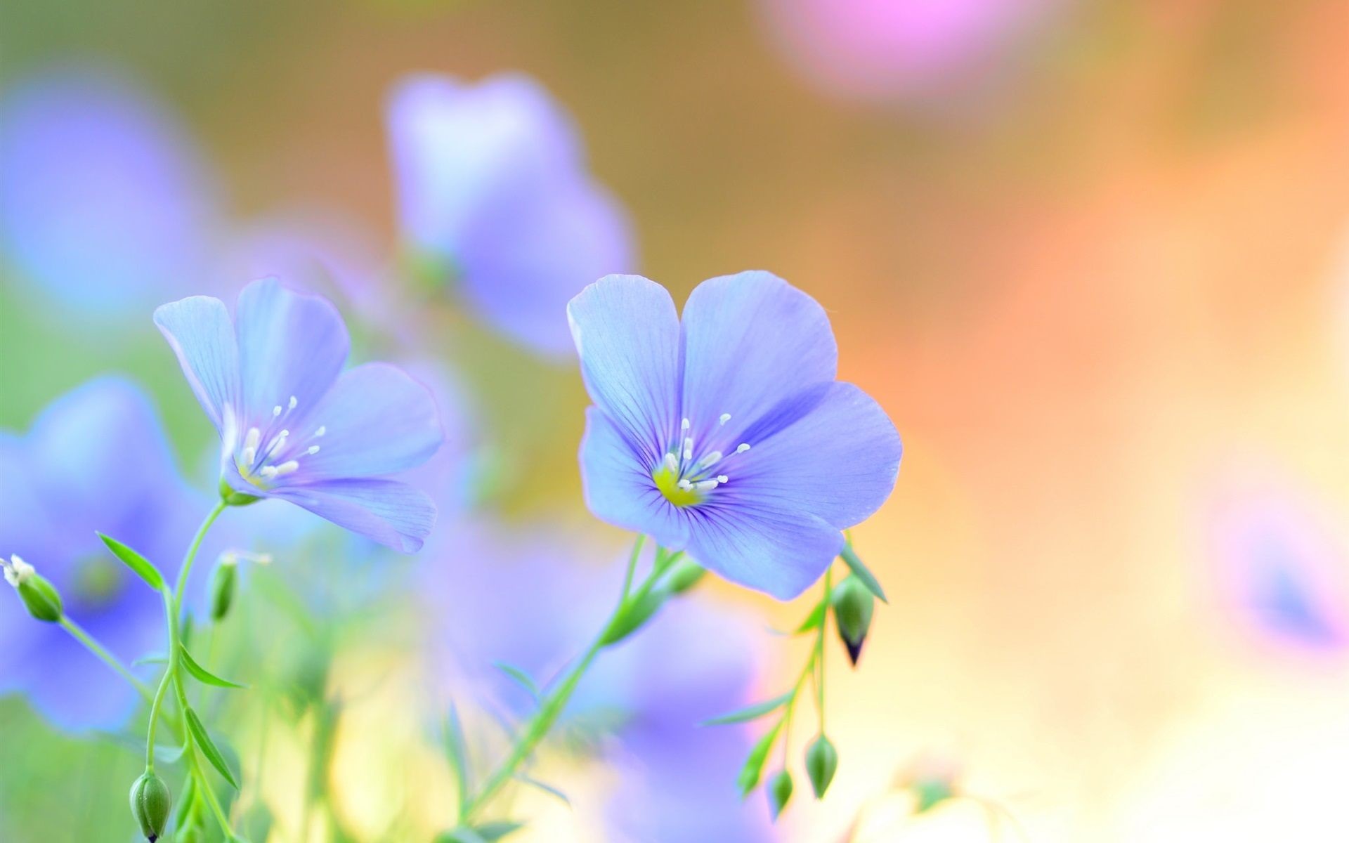 Fiori di lino, Fiori azzurri, Bokeh, Primo piano, Natura, 1920x1200, immagine di sfondo