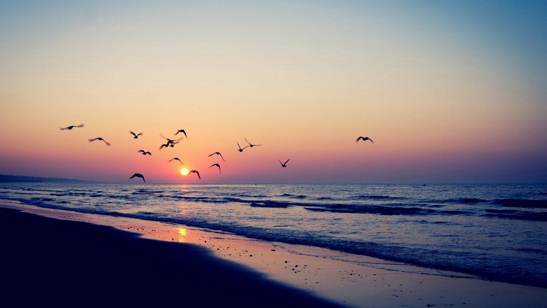 Spiaggia, Tramonto, Gabbiani, Mare, Full HD, sfondo per portatile
