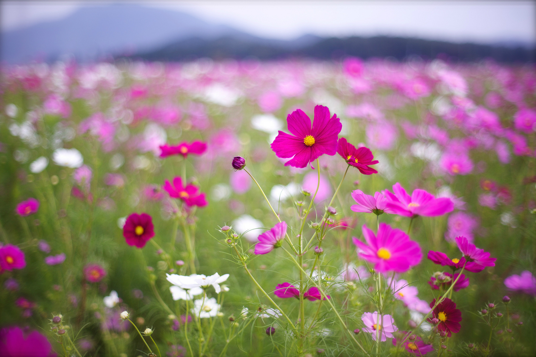 Cosmos, Campo fiorito, Rosa, Bokeh, Full HD, sfondo desktop