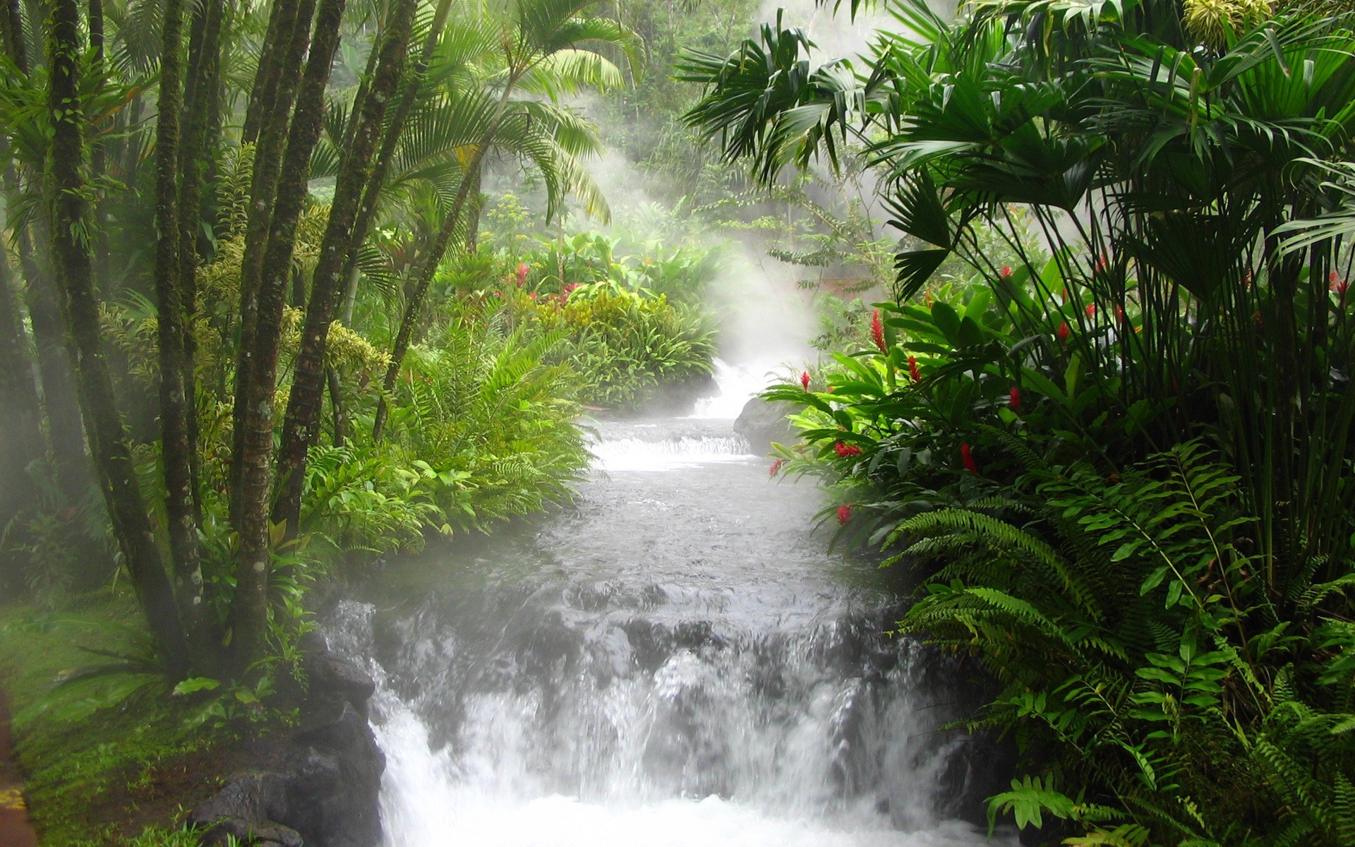 Cascata, Giungla, Nebbia, Fiori rossi, 1920x1200, immagine di sfondo