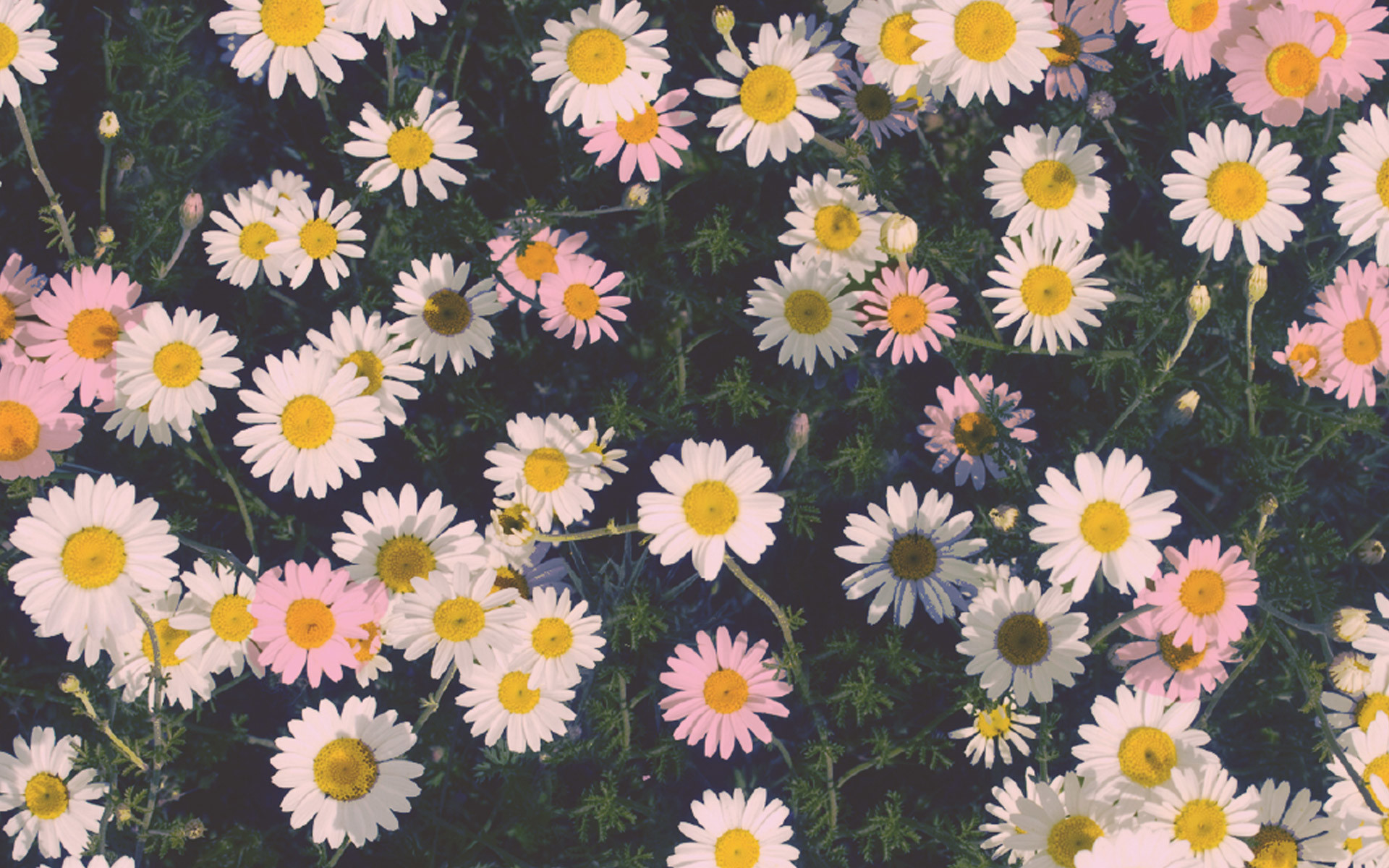 Margherite, Fiori, Bianco e rosa, 1920x1200, sfondo per PC