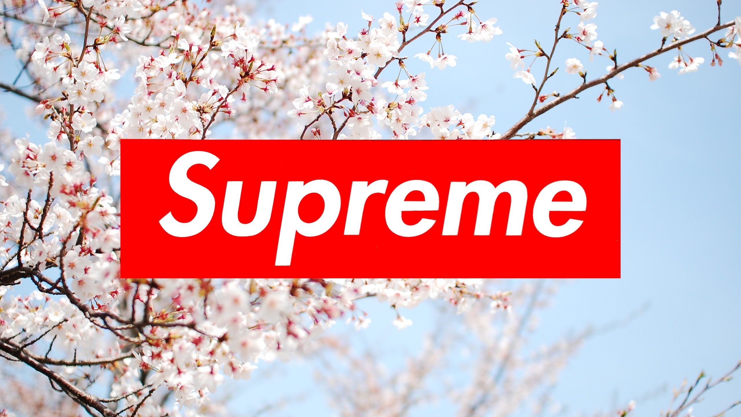 Logo Supreme, Fiori di ciliegio, Primavera, 2K, sfondo per PC
