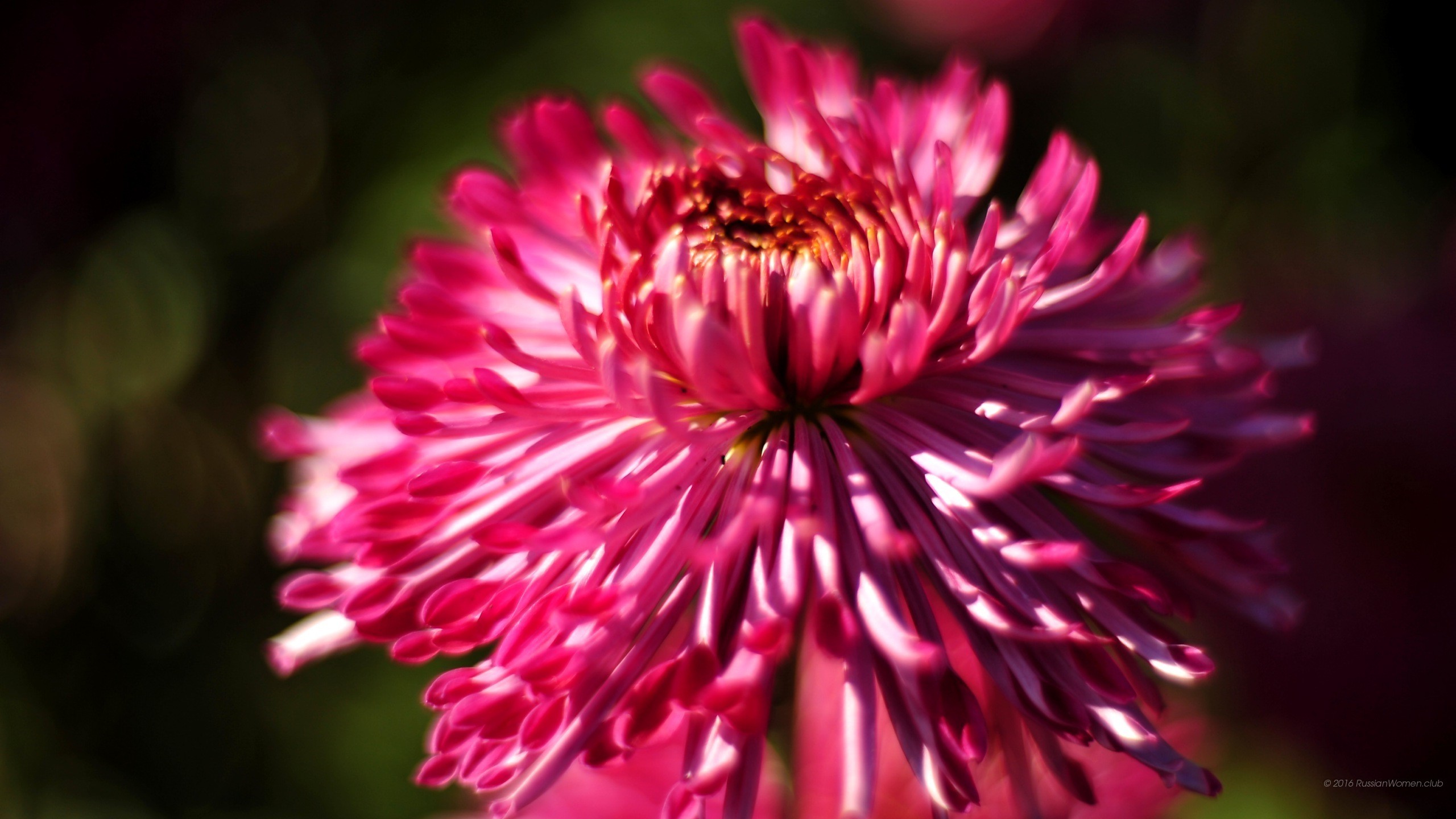 Crisantemo fucsia, Fiore, Macro, 2K 1440p, sfondo desktop