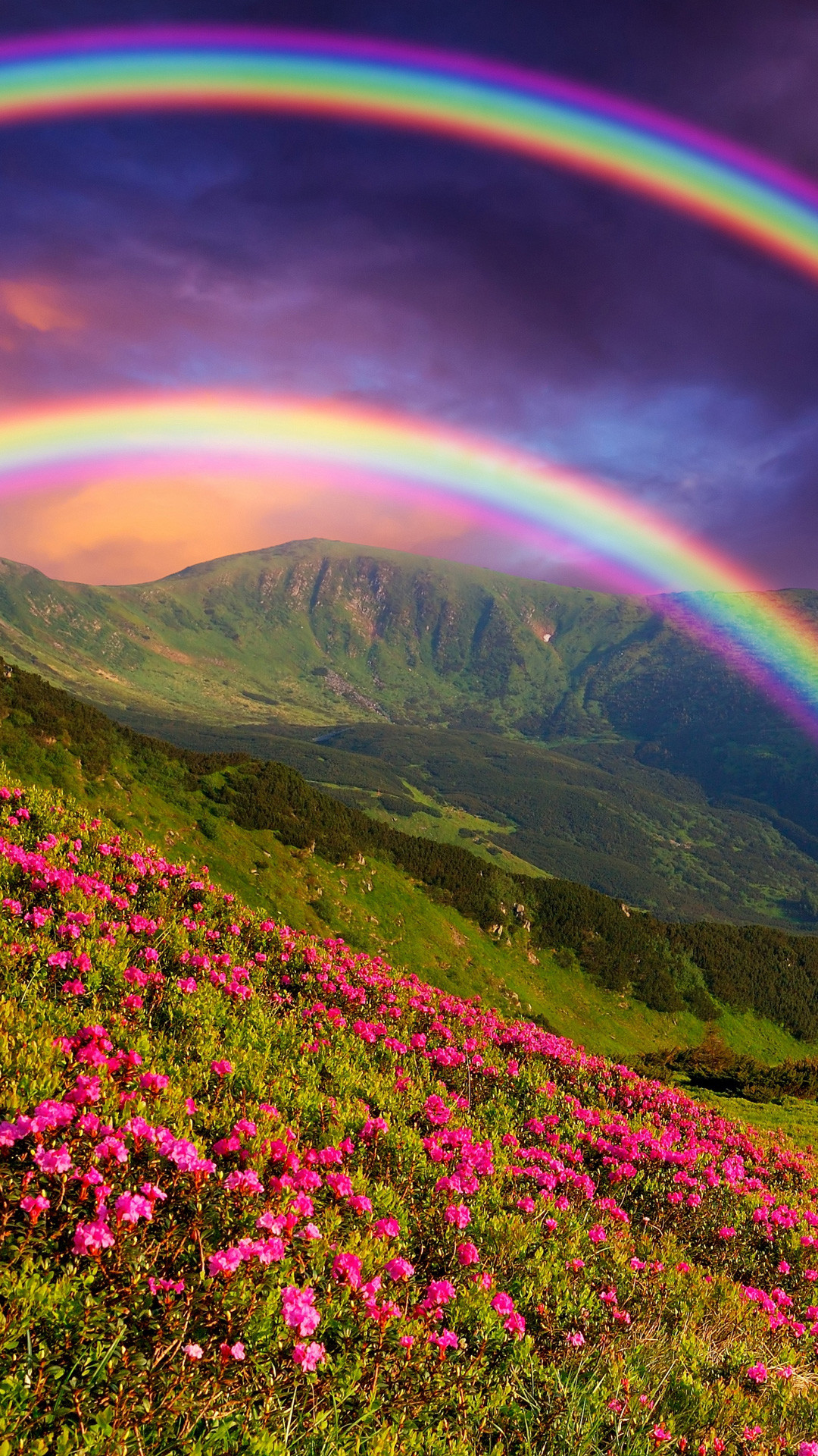 Arcobaleno doppio, Rododendri, Montagne, Fiori rosa, 1080x1920, schermata di blocco iPhone