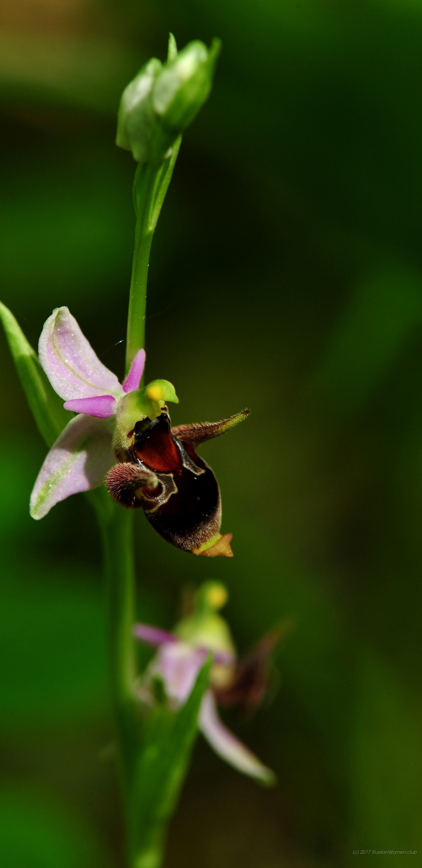 Ophrys apifera, Orchidea, Macro, QHD+, schermata di blocco del cellulare