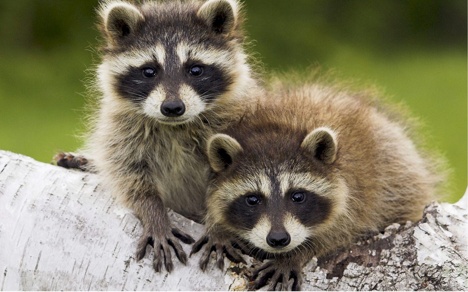 Procioni, Cuccioli, Tronco di betulla, Full HD, sfondo Windows 11