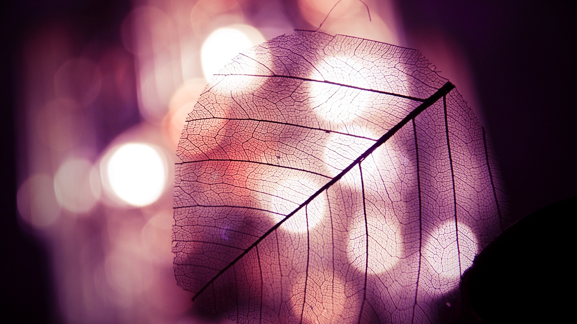 Scheletro di foglia, Bokeh, Malva, Full HD, sfondo Windows 11