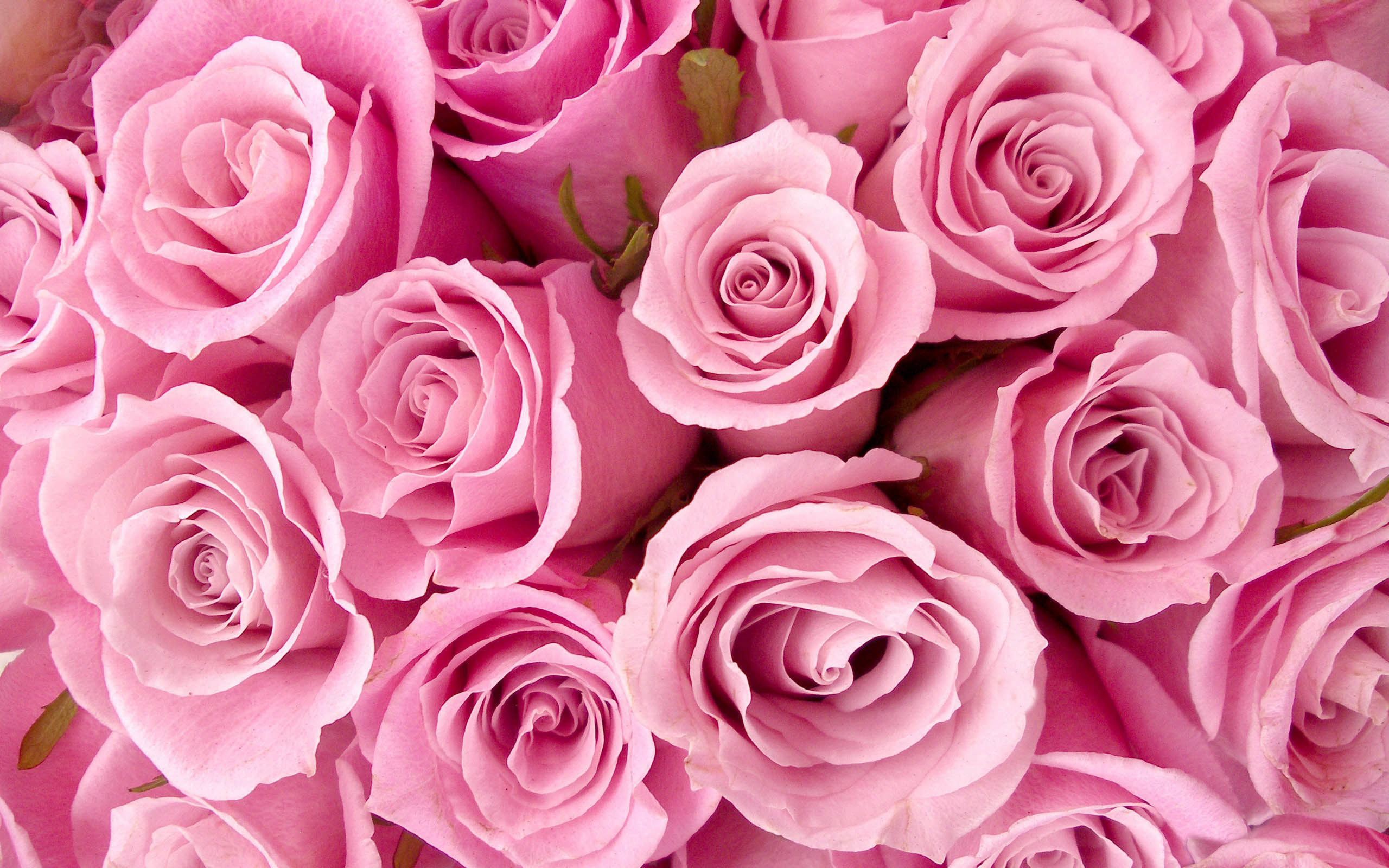 Rose rosa, Bouquet, Rosa, Petali, 2K, sfondo per portatile