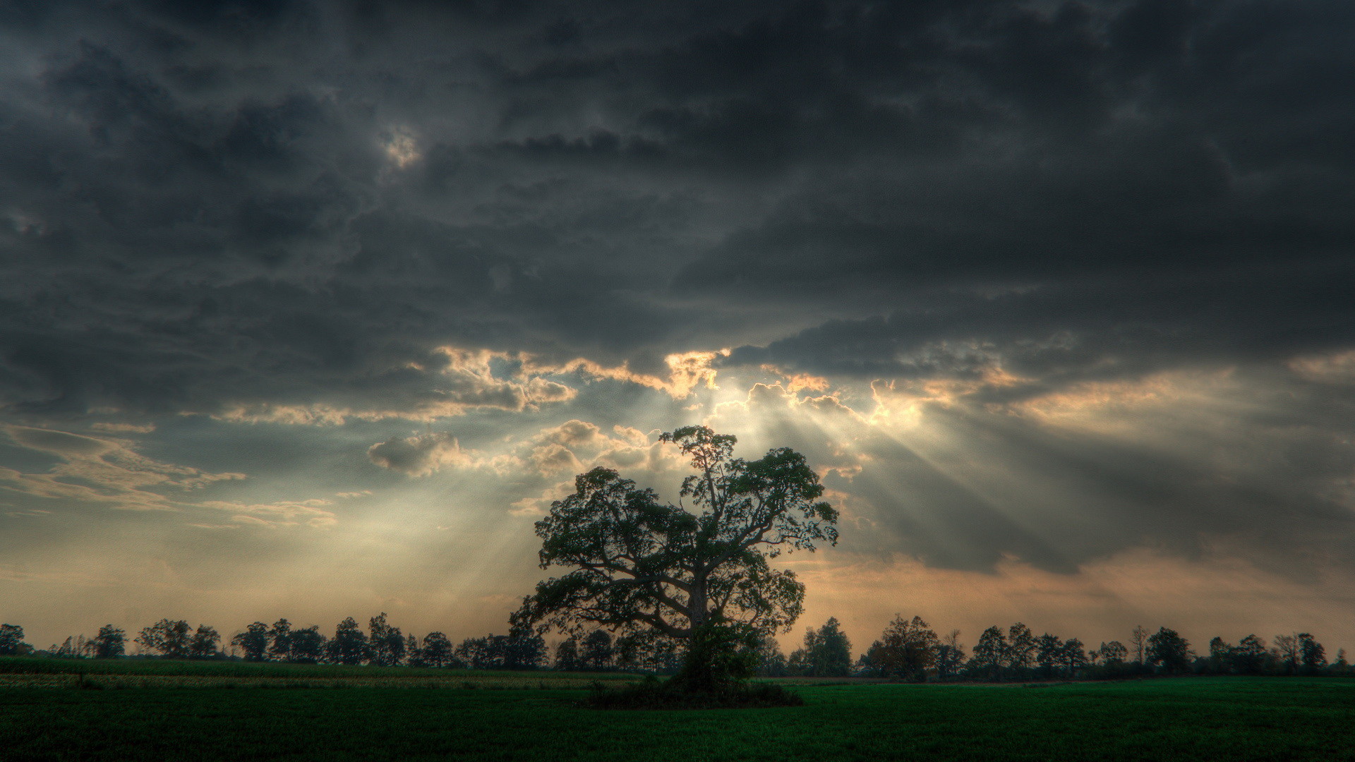 Albero solitario, Raggi di sole, Nuvole, Campagna, Full HD, sfondo desktop