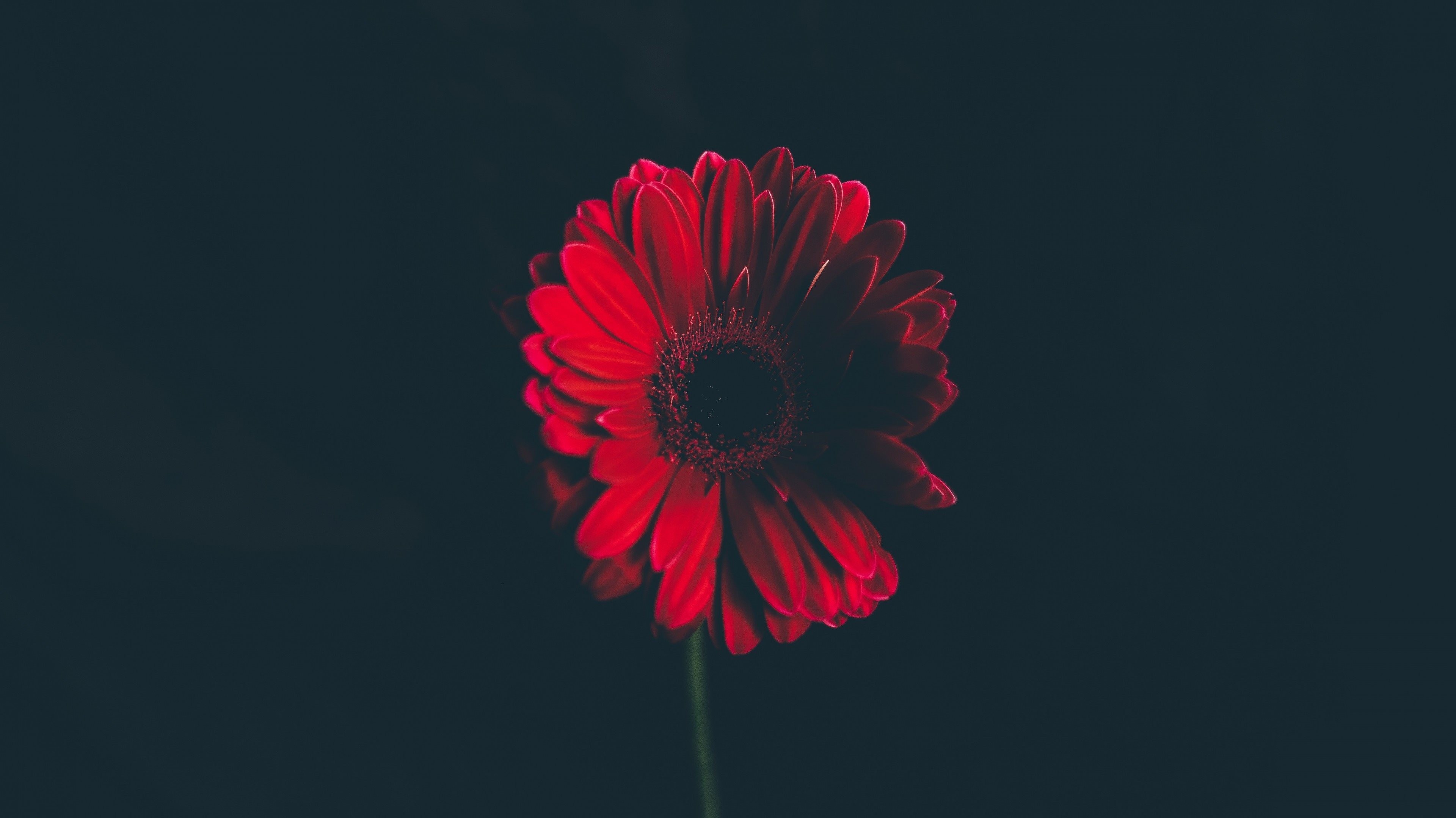 Gerbera, Fiore rosso, Sfondo scuro, Minimalismo, 4K, wallpaper per portatile