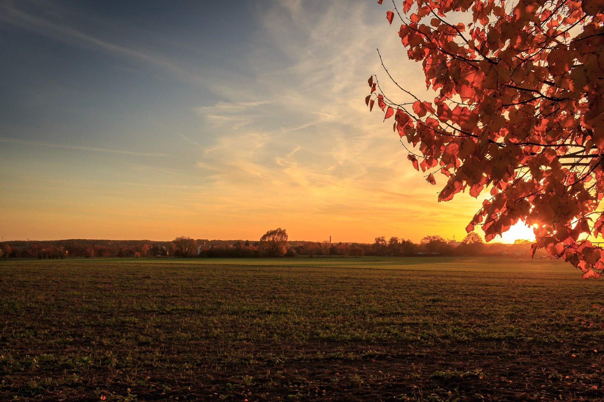 Foglie rosse, Campo, Tramonto, Autunno, Full HD, sfondo per PC