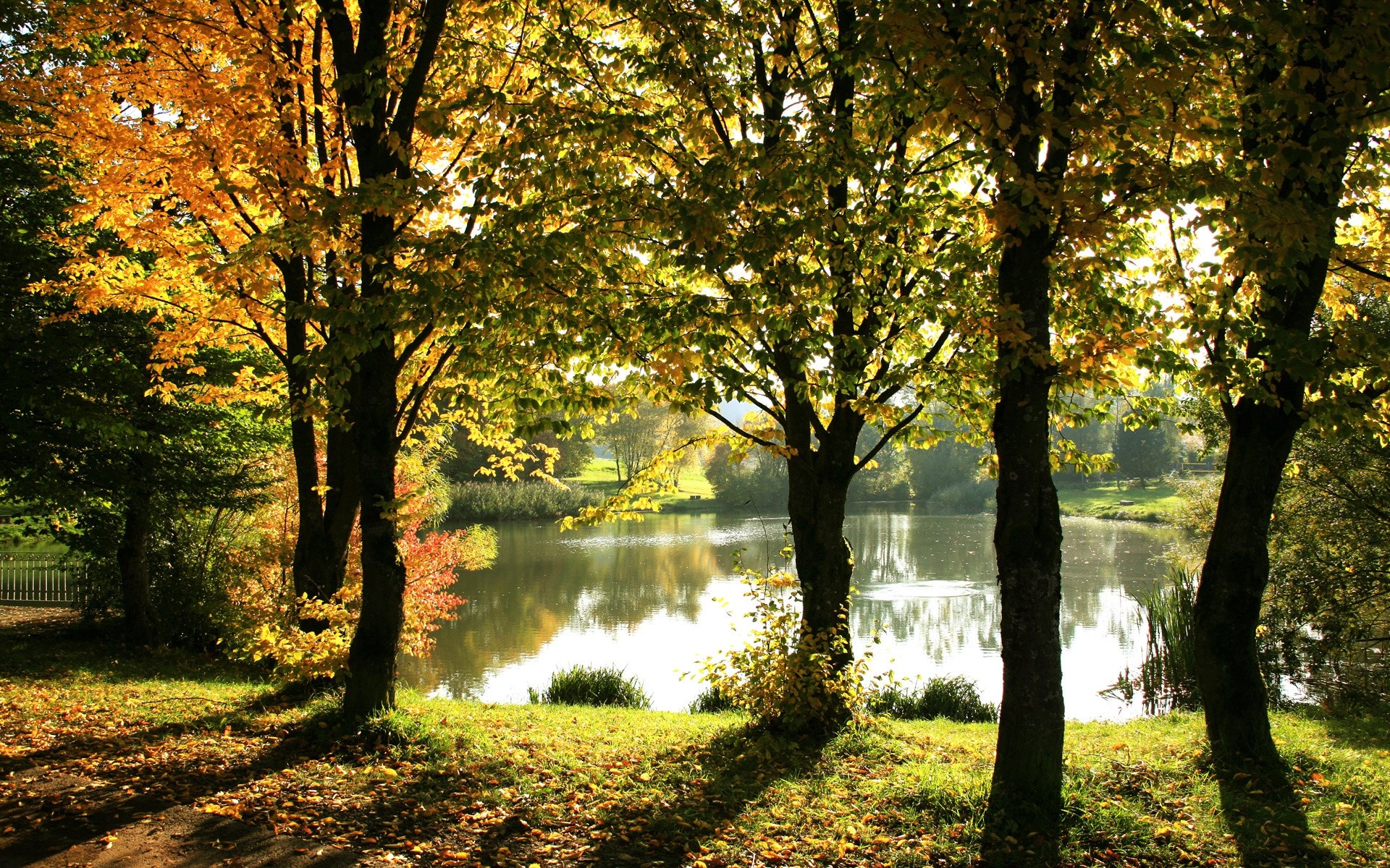 Parco, Laghetto, Alberi, Inizio autunno, Luce del sole, Full HD, sfondo per portatile