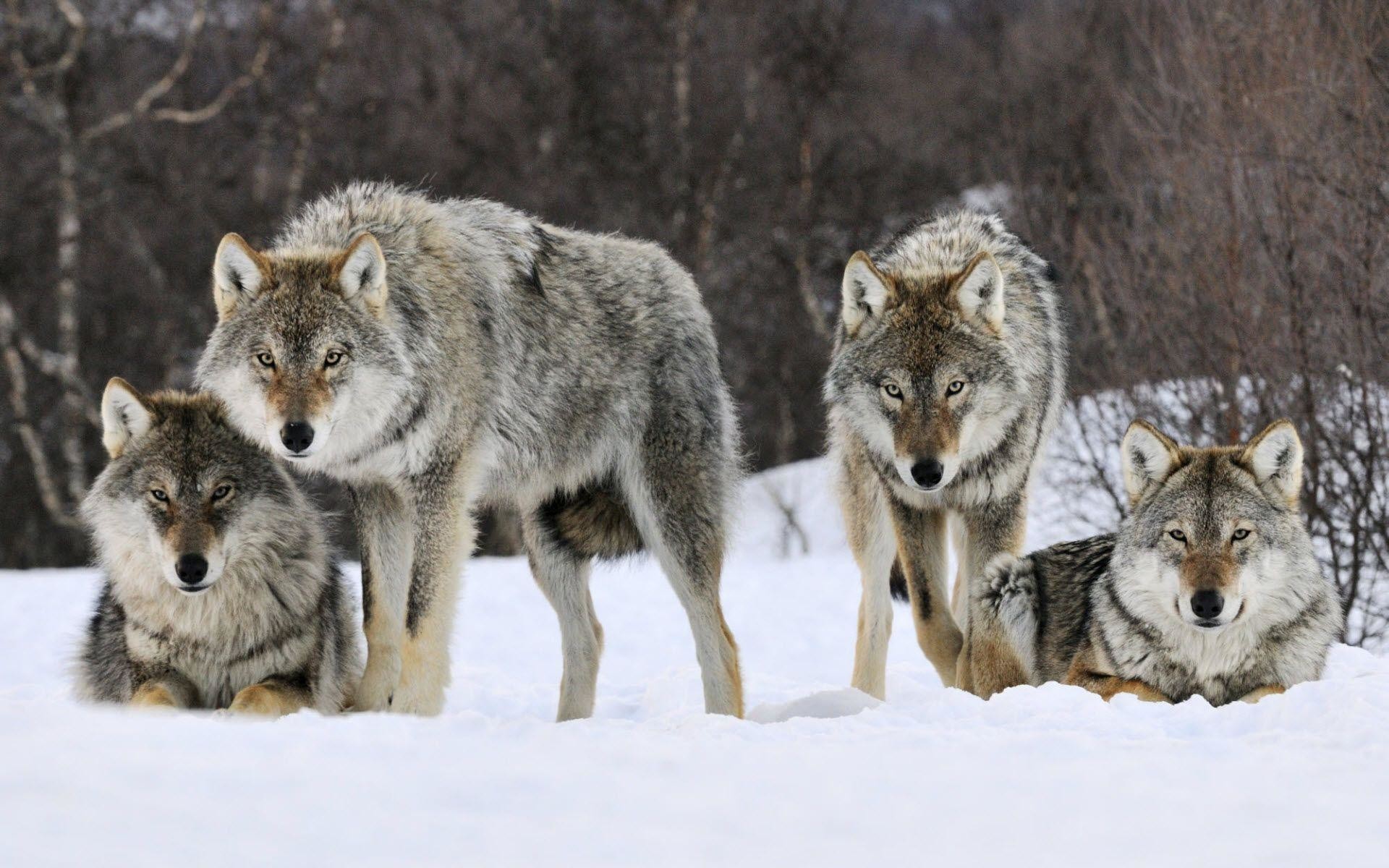 Branco di lupi, Lupi grigi, Neve, Bosco, Full HD, sfondo per PC