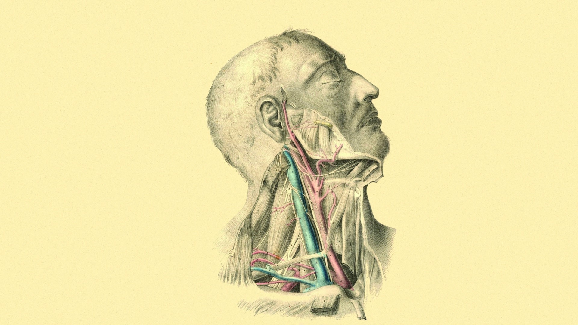 Anatomia della testa, Collo, Tavola anatomica, Vintage, 1920x1080, sfondo per PC