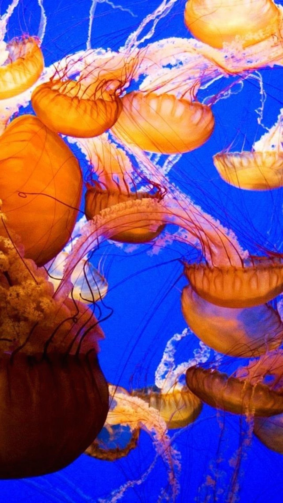 Meduse, Mare, Arancione, Blu, immagine di sfondo Samsung