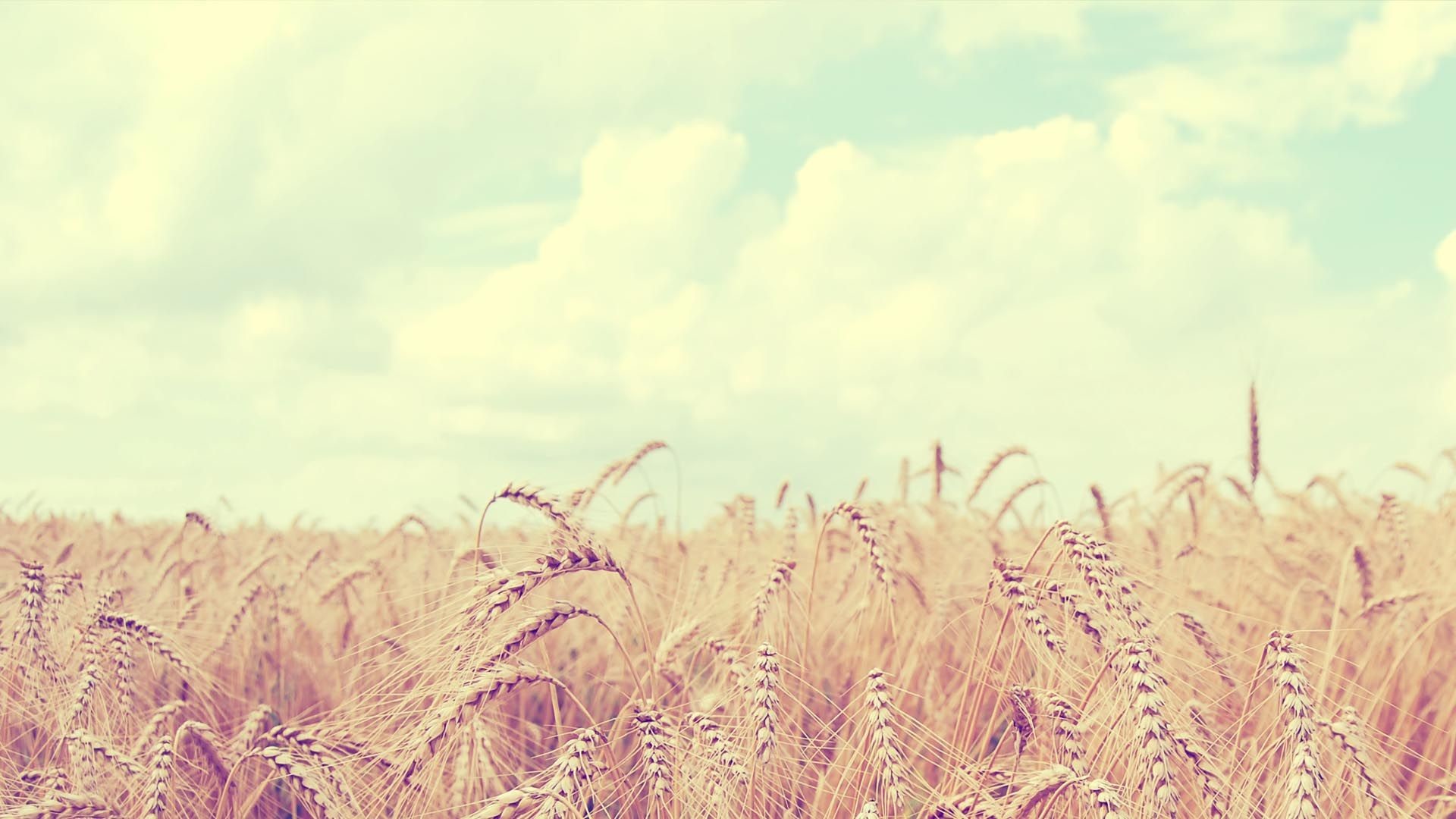 Campo di grano, Spighe, Cielo, Toni pastello, Full HD, sfondo per portatile