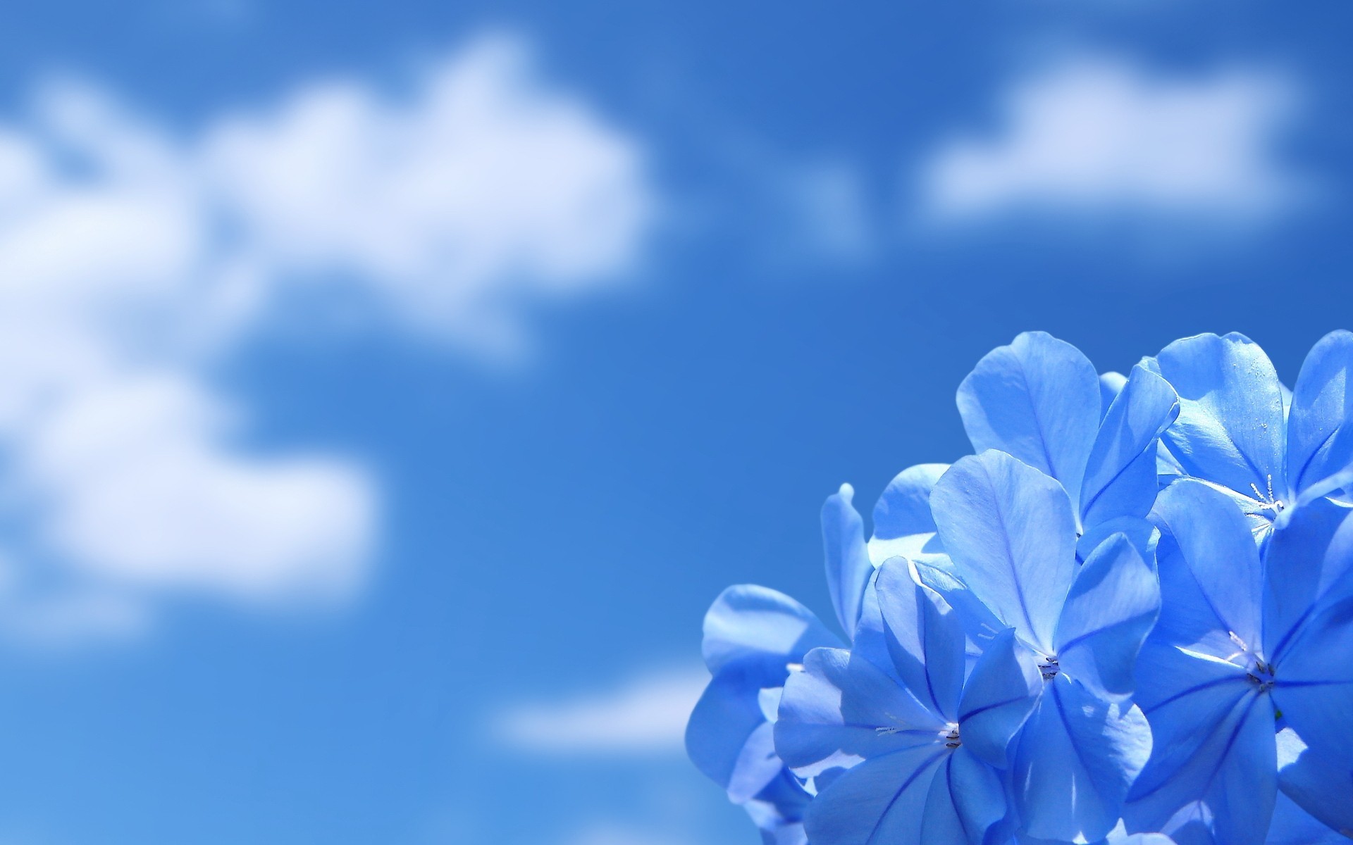Fiori azzurri, Plumbago, Cielo azzurro, Nuvole, 1920x1200, immagine di sfondo