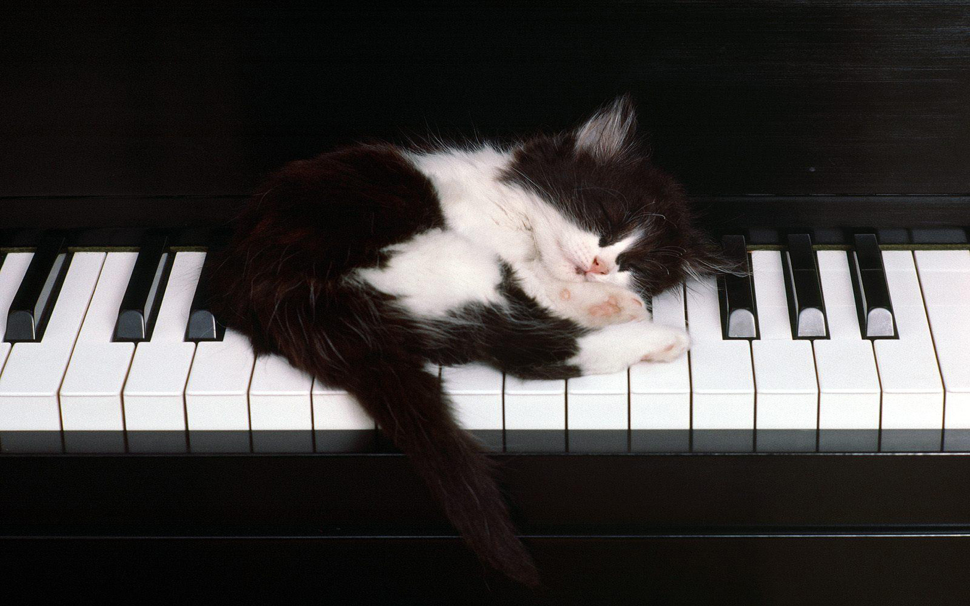 Gatto bianco e nero, Pianoforte, Tasti, Dormire, Full HD, sfondo per portatile