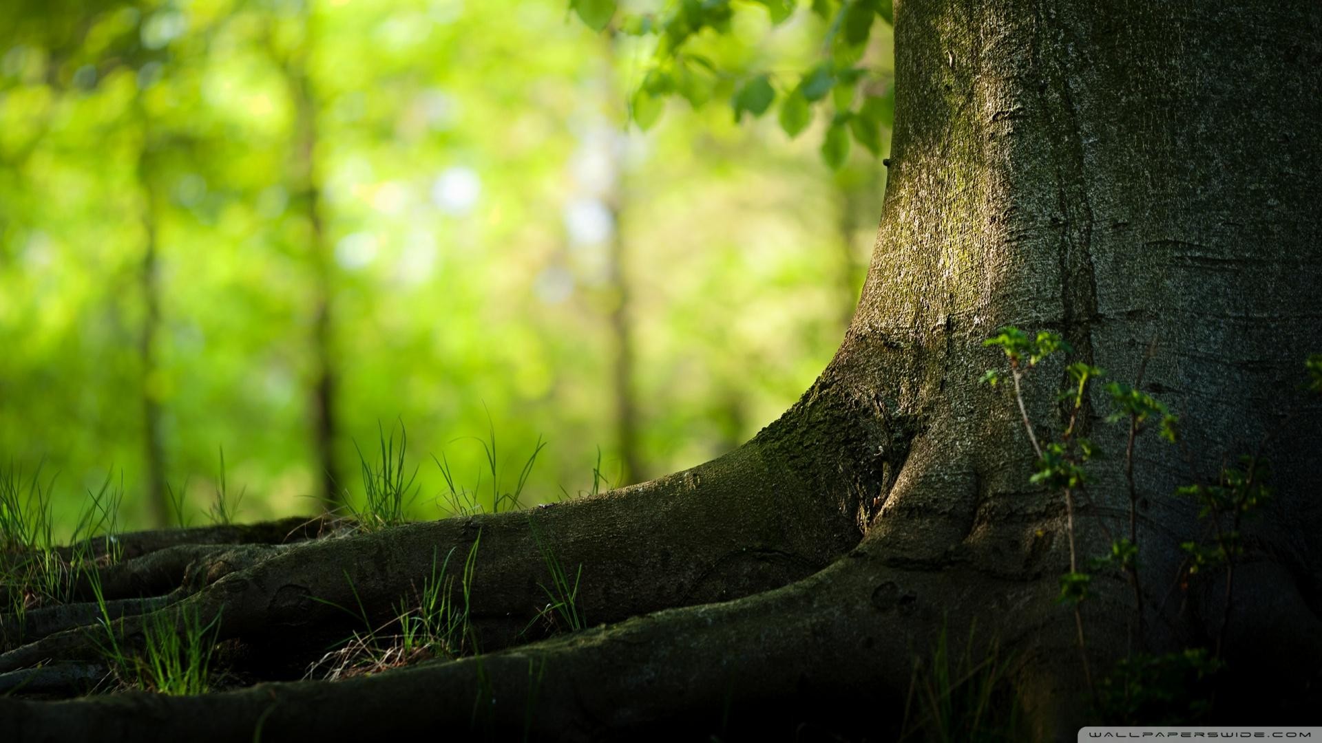 Radici, Tronco, Bosco, Bokeh, Full HD, sfondo per portatile