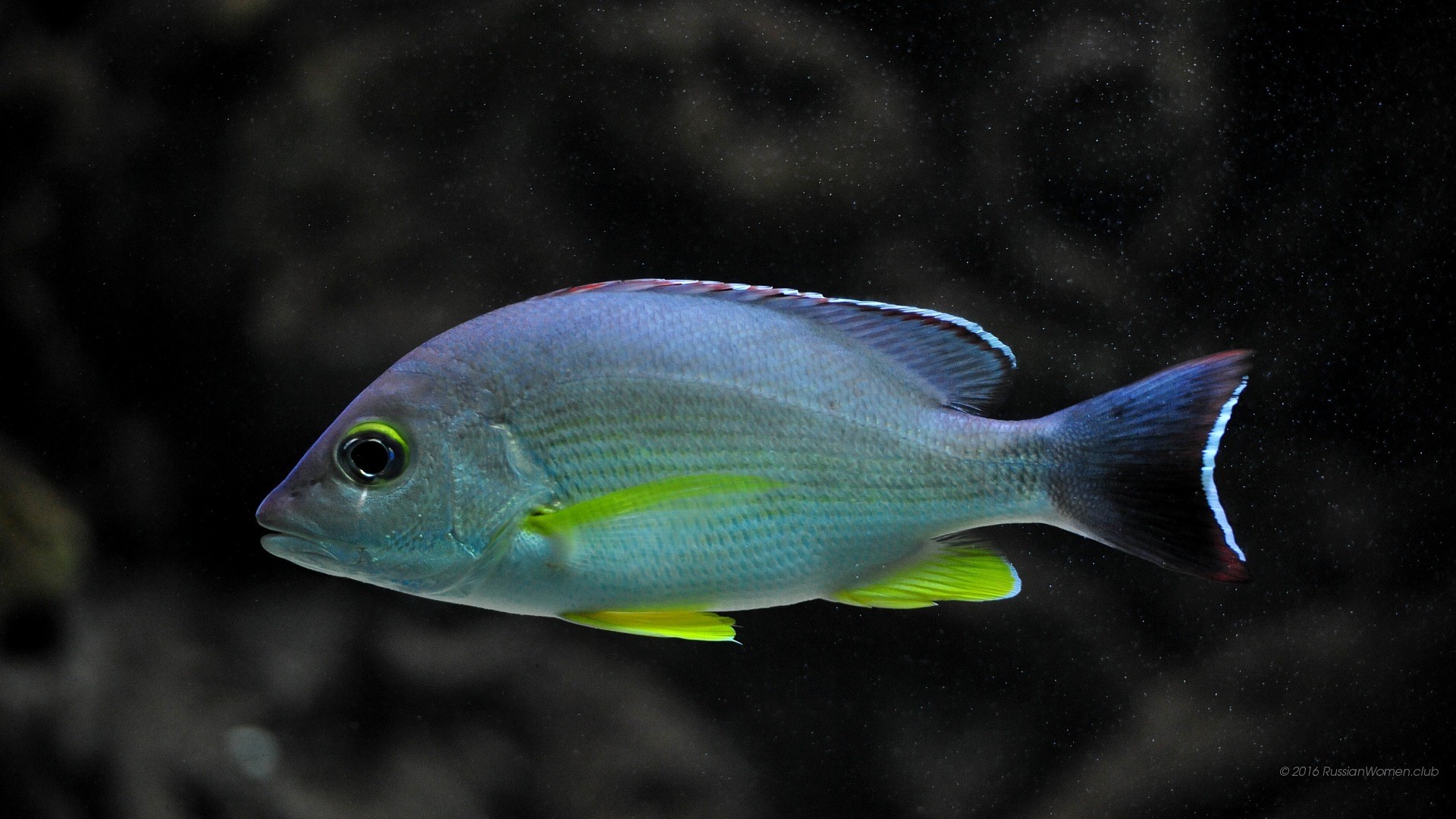 Pesce, Acquario, Sfondo scuro, Full HD, wallpaper per portatile