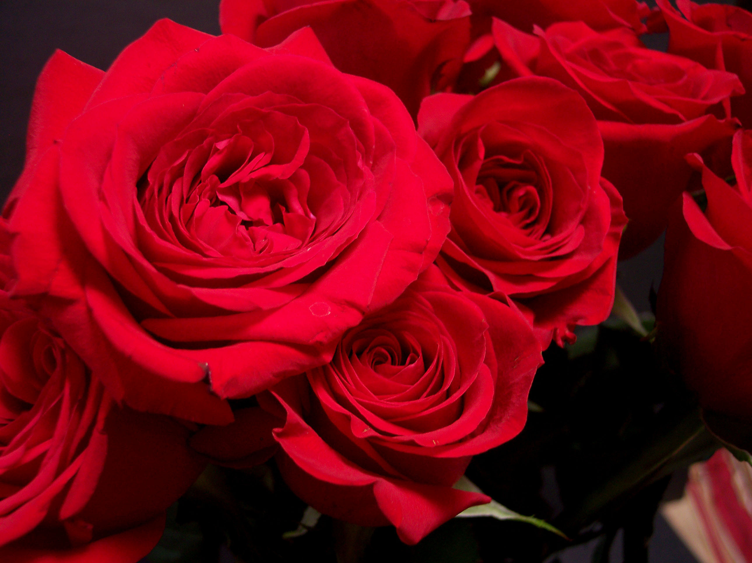 Rose rosse, Mazzo, Petali, Romantico, 2K, sfondo per iPad e tablet