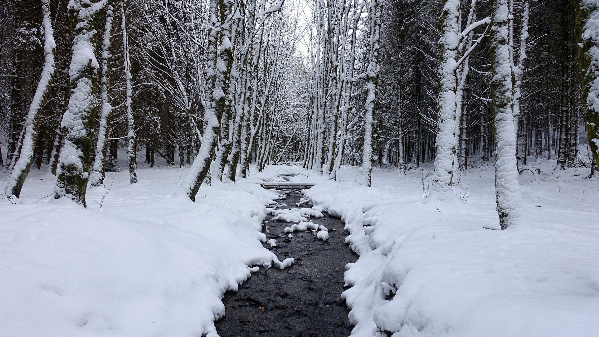 Torrente, Bosco innevato, Betulle, Inverno, Full HD 1080p, sfondo desktop