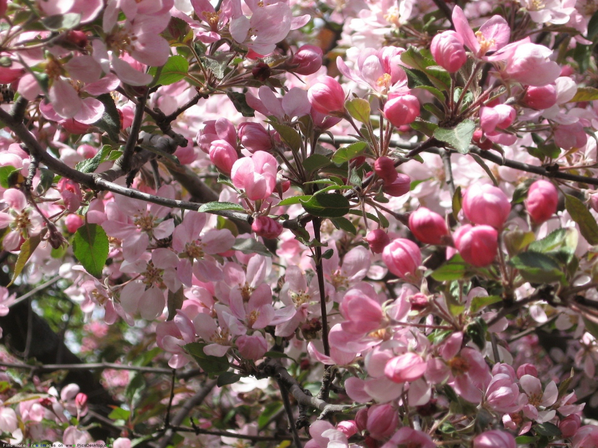 Fiori di melo, Rami fioriti, Rosa, Primavera, Full HD, wallpaper per tablet