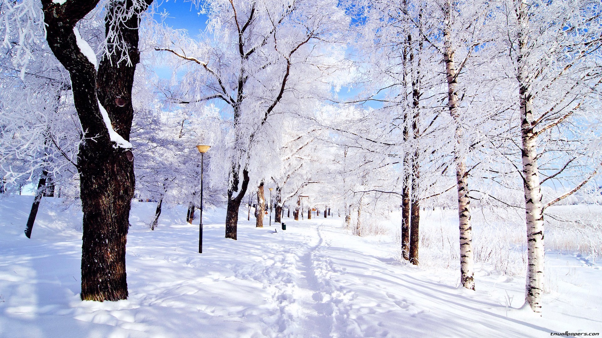 Parco innevato, Betulle, Sentiero, Inverno, Full HD, sfondo per il tuo desktop