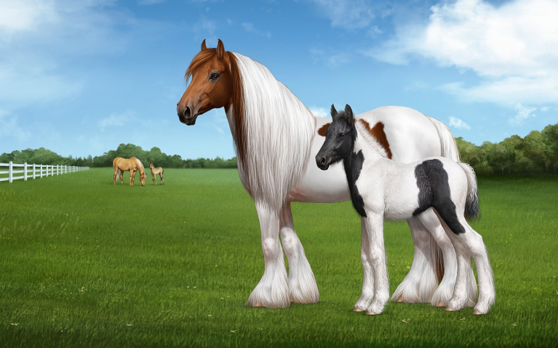Gypsy Vanner, Cavallo pezzato, Puledro, Prato, Recinto, Full HD, sfondo per portatile