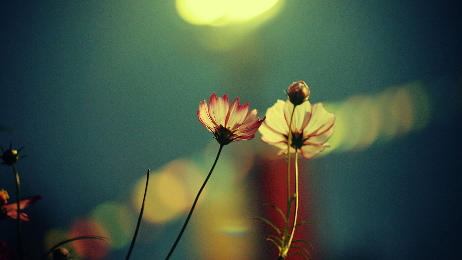 Cosmea, Fiori, Bokeh, Macro, Full HD, sfondo per portatile