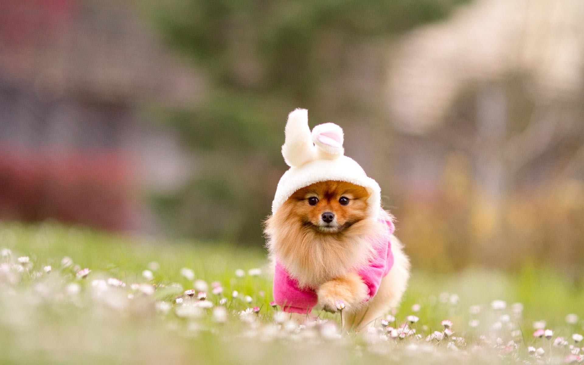 Volpino di Pomerania, Costume da coniglio, Prato, Divertente, 16:10 Full HD, sfondo widescreen