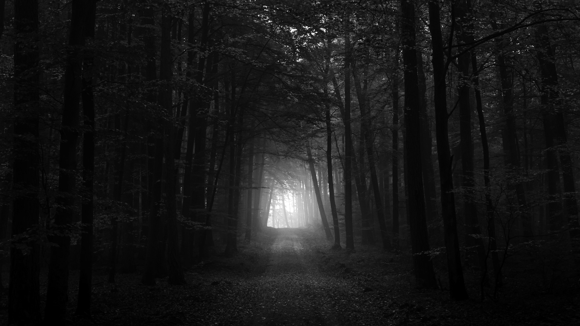 Sentiero nel bosco, Luce in fondo, Bianco e nero, Full HD, sfondo per PC