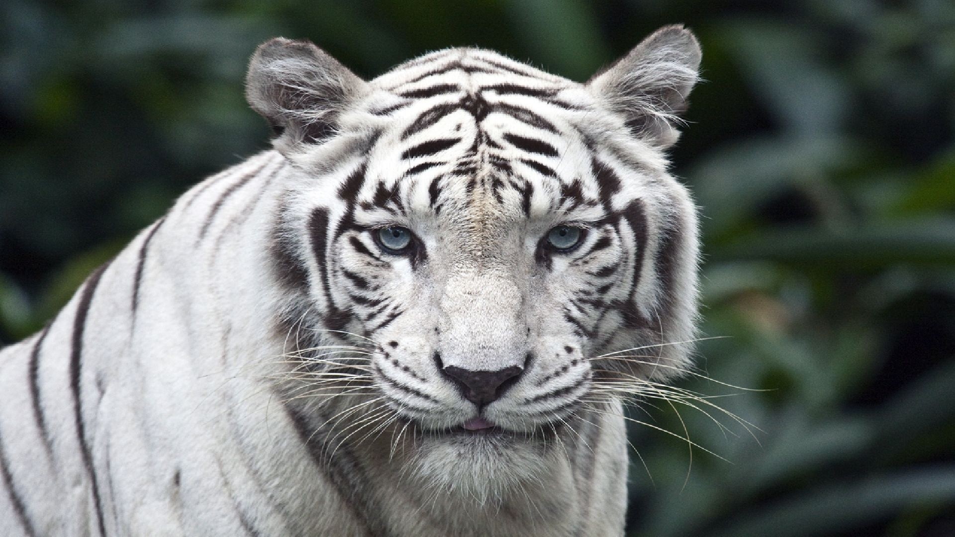 Tigre bianca, Occhi azzurri, Ritratto, 1920x1080, immagine di sfondo