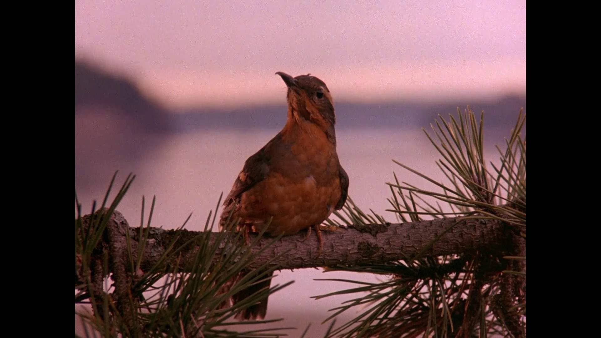 Twin Peaks, Pettirosso, Sigla, Ramo di pino, Lago, Full HD, sfondo per PC