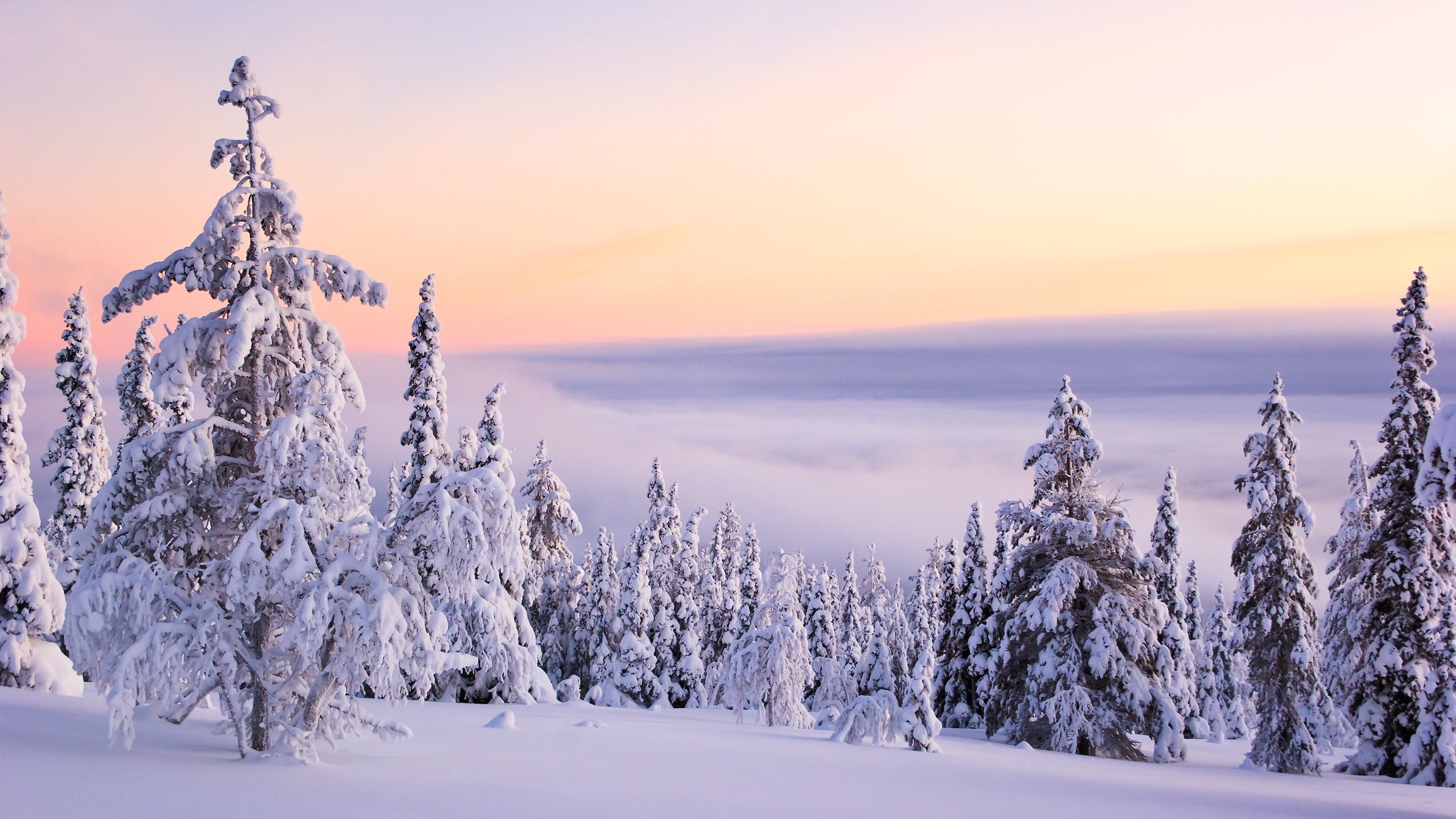 Abeti innevati, Neve, Alba, Rosa, 2K, sfondo per desktop