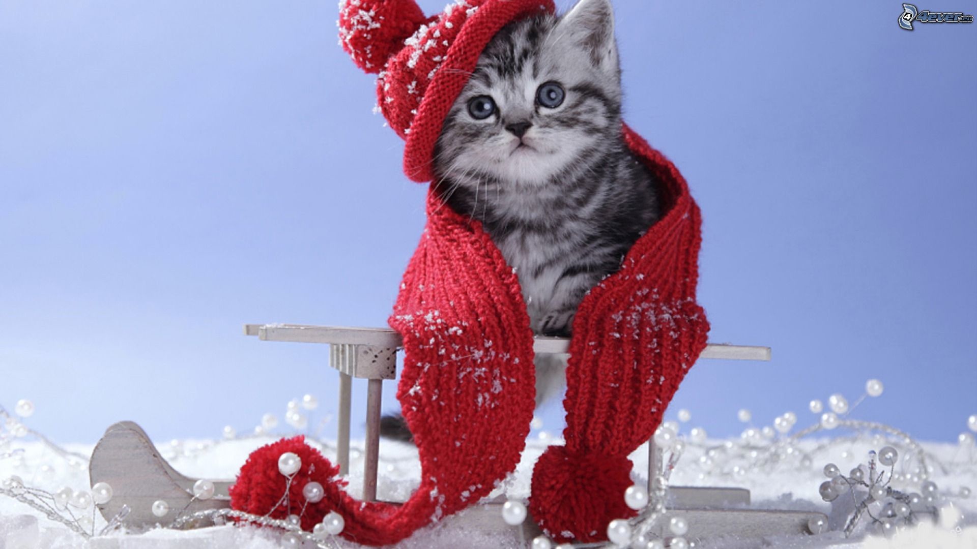 Gattino tigrato, Sciarpa rossa, Cappello di lana, Neve, Inverno, Slitta, sfondo Full HD per PC