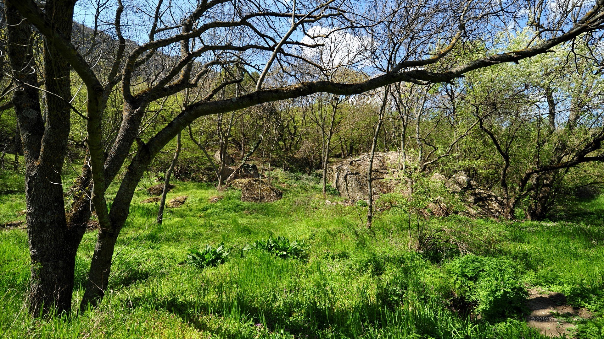 Bosco, Alberi, Prato verde, Primavera, Full HD, sfondo Windows 11