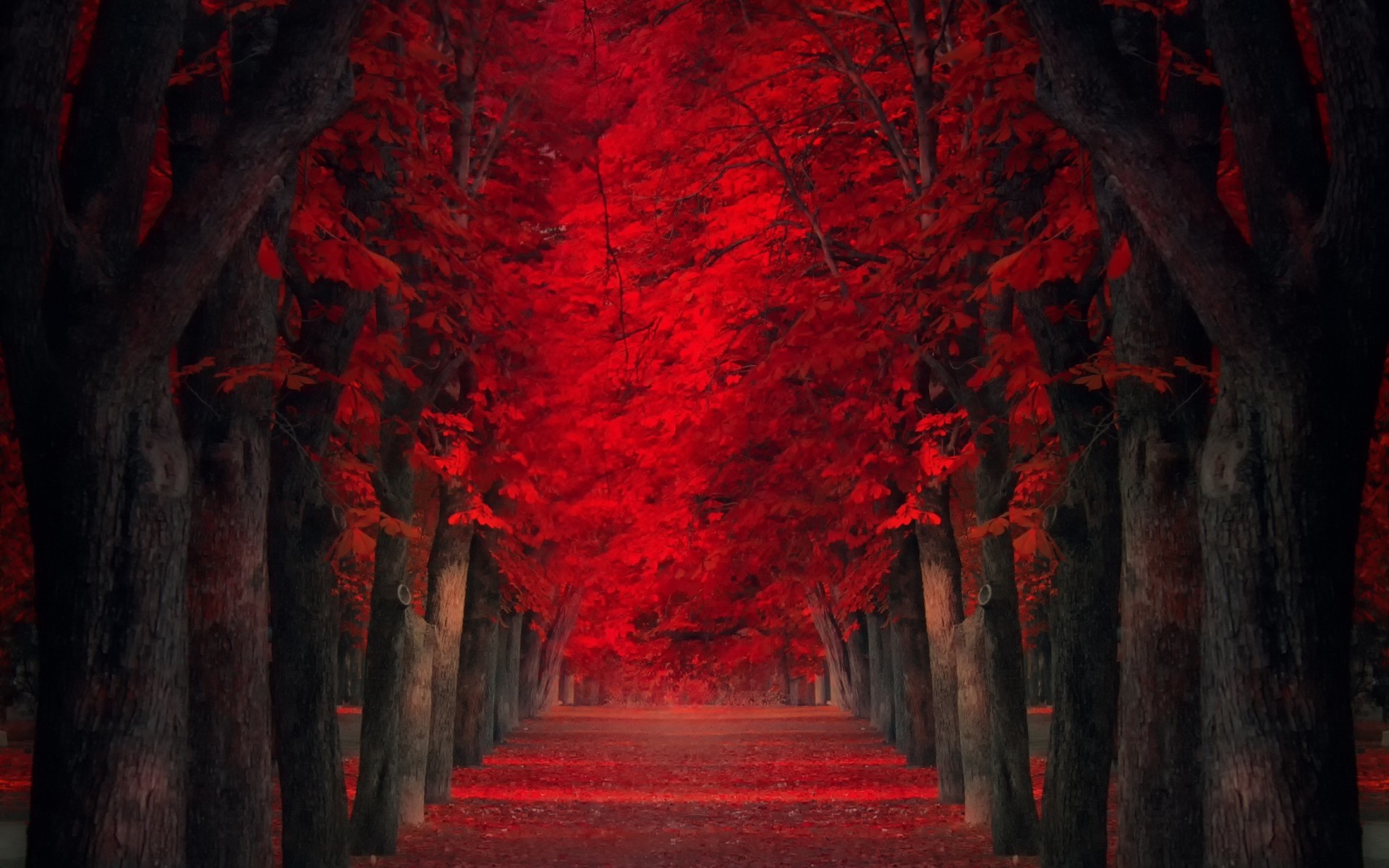 Viale alberato, Foglie rosse, Autunno, Full HD, sfondo per computer