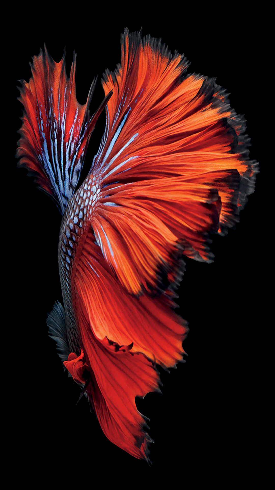 Pesce combattente, Betta, Rosso, iOS 9, sfondo per iPhone 6S