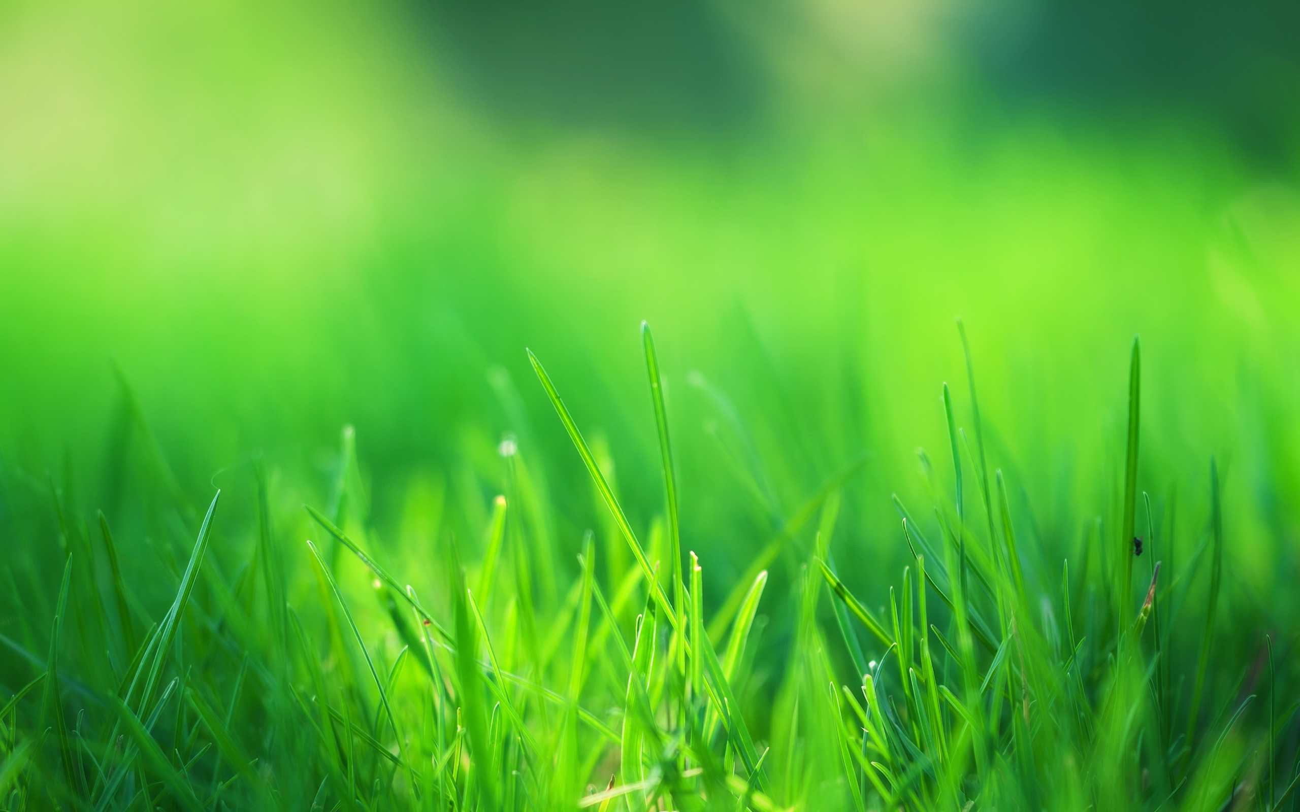 Erba, Sfocato, Verde, Primo piano, 2K, sfondo desktop