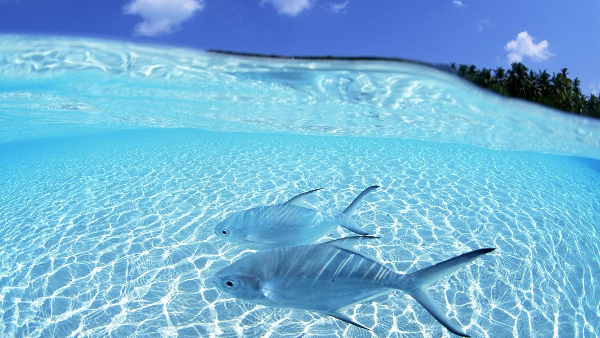 Pesci, Acqua cristallina, Sott'acqua, Mare, Full HD 1080p, sfondo desktop