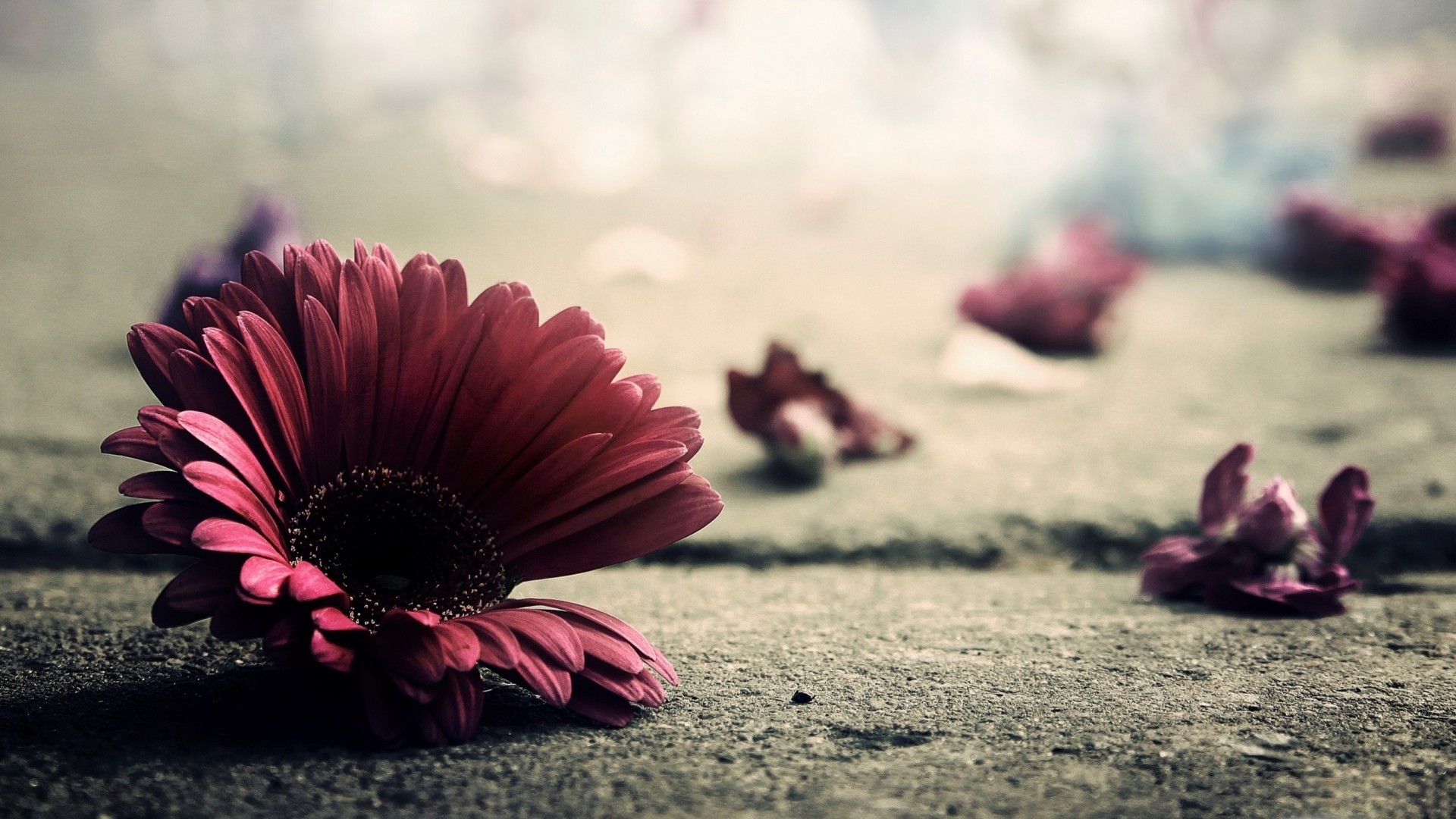 Gerbera, Petali, Fiore viola, Asfalto, Full HD, sfondo Windows 11